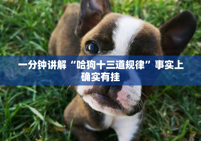 一分钟讲解“哈狗十三道规律”事实上确实有挂 一分钟讲解“哈狗十三道规律”事实上确实有挂