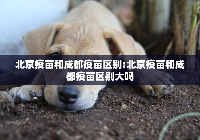 玩家必知“新大圣牛牛金花房卡”详细房卡怎么购买教程 玩家必知“新大圣牛牛金花房卡”详细房卡怎么购买教程
