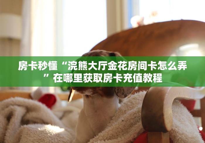 房卡秒懂“浣熊大厅金花房间卡怎么弄”在哪里获取房卡充值教程 房卡秒懂“浣熊大厅金花房间卡怎么弄”在哪里获取房卡充值教程