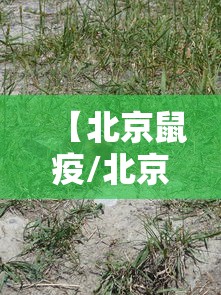 玩家必知“微信炸 金花链接房卡”房卡链接获取