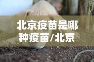 北京疫苗是哪种疫苗/北京疫苗叫什么疫苗 北京疫苗是哪种疫苗/北京疫苗叫什么疫苗