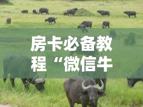 房卡必备教程“微信牛牛群斗牛群”房卡详细充值 房卡必备教程“微信牛牛群斗牛群”房卡详细充值
