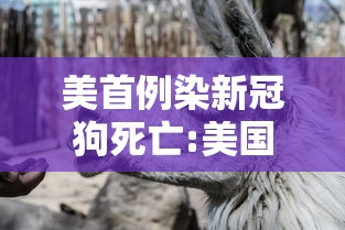 美首例染新冠狗死亡:美国首例感染新冠病毒的狗死亡 美首例染新冠狗死亡:美国首例感染新冠病毒的狗死亡