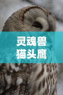 灵魂兽猫头鹰(灵魂兽猫头鹰在哪) 灵魂兽猫头鹰(灵魂兽猫头鹰在哪)