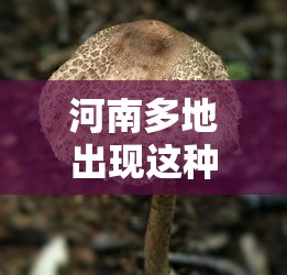 河南多地出现这种病毒:河南病毒有几例