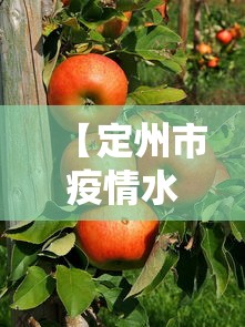 【定州市疫情水果诈骗案例,水果市场疫情】 【定州市疫情水果诈骗案例,水果市场疫情】