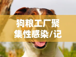 狗粮工厂聚集性感染/记者暗访狗粮加工厂