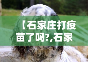 【石家庄打疫苗了吗?,石家庄打疫苗了吗今天】