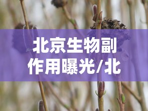 北京生物副作用曝光/北京生物有啥不良反应