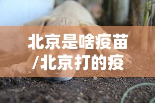 【北京新发地市场疫情,北京新发地市场官网】 【北京新发地市场疫情,北京新发地市场官网】