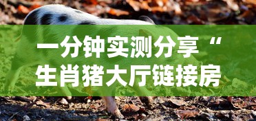一分钟实测分享“生肖猪大厅链接房卡充值”如何获取房卡教程